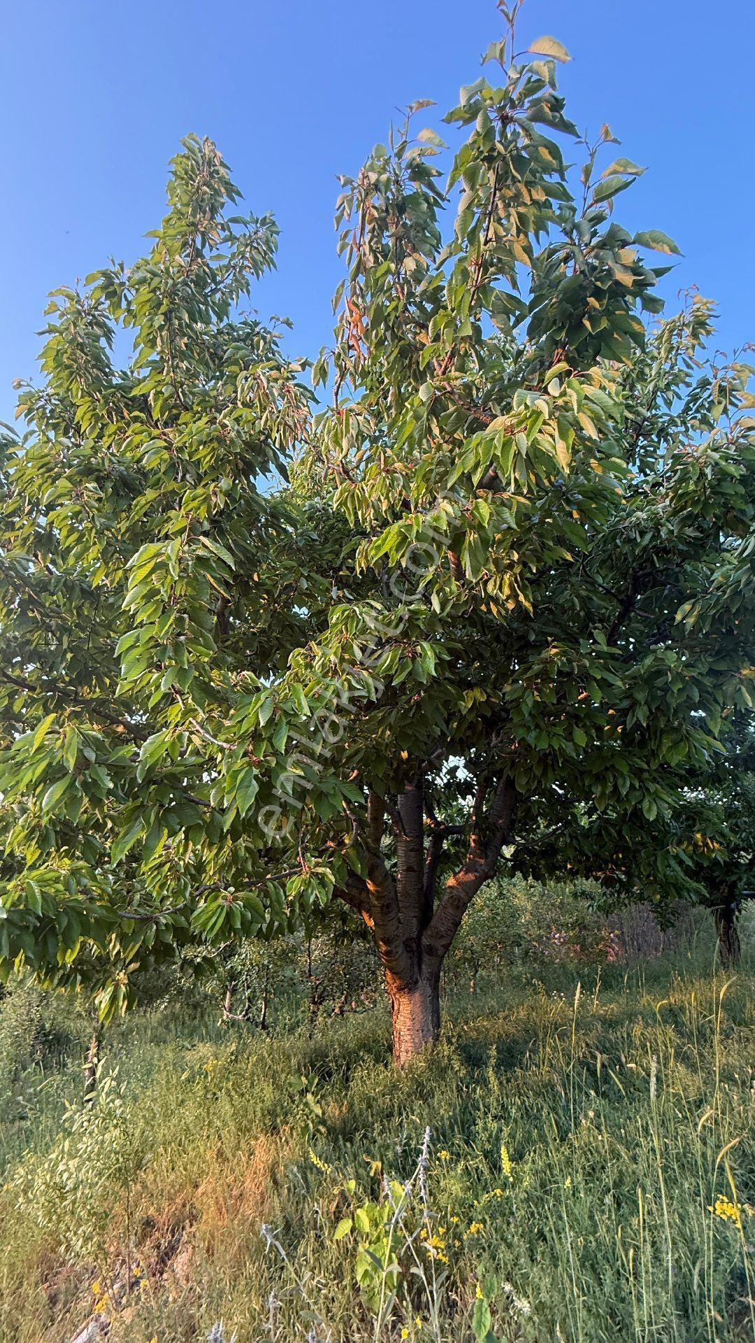Kiraz Meyve Bahçesi 12 Dönüm Isparta Uluborlu - Görsel 7