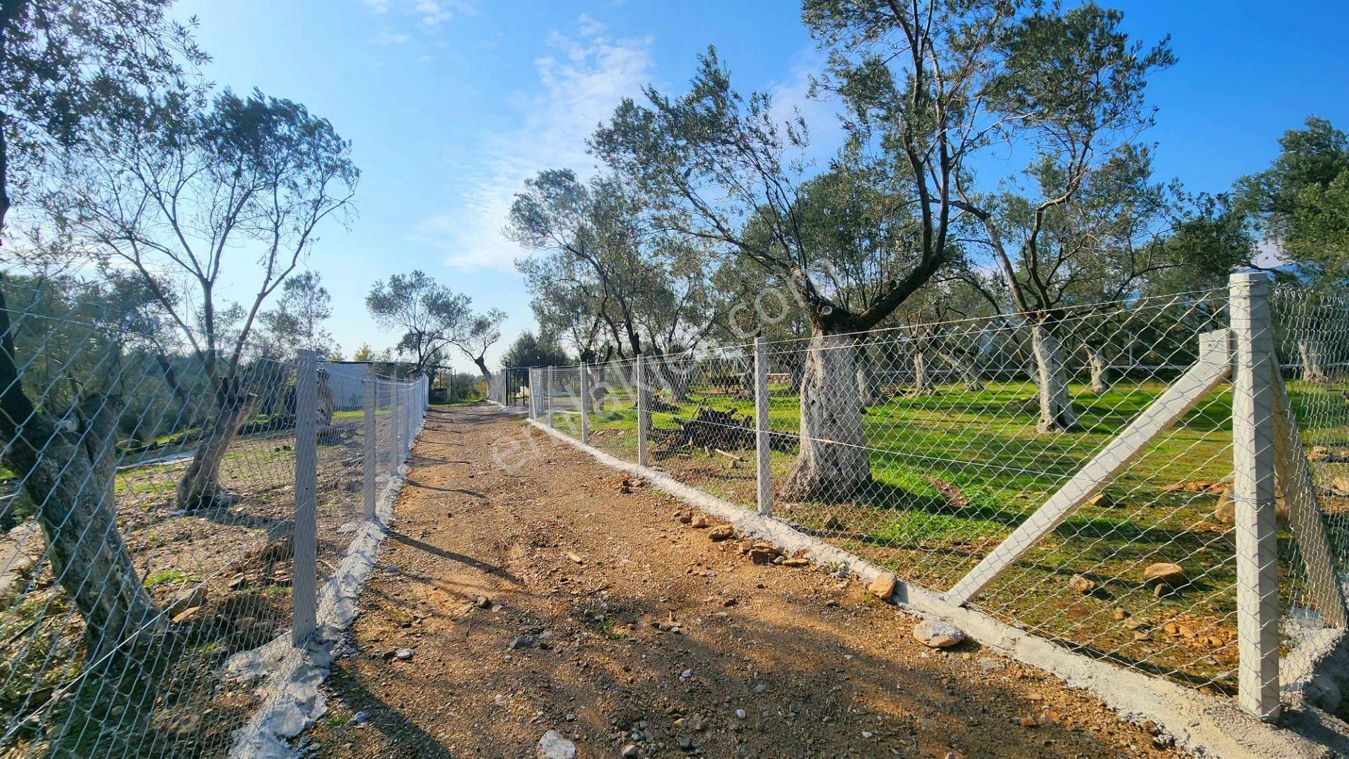 Zeytinli'de Akarsuya 140mt, Yolu Mevcut, Kamplar Bölgesi Fırsat - Görsel 9