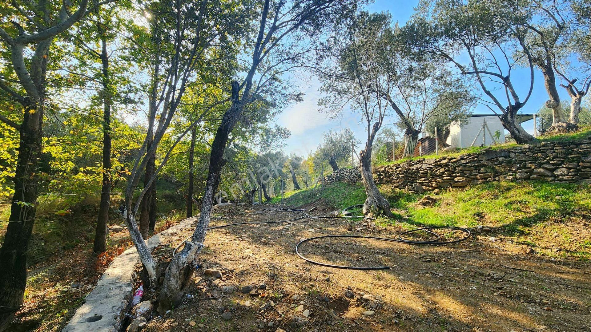 Zeytinli'de Akarsuya 140mt, Yolu Mevcut, Kamplar Bölgesi Fırsat - Görsel 19