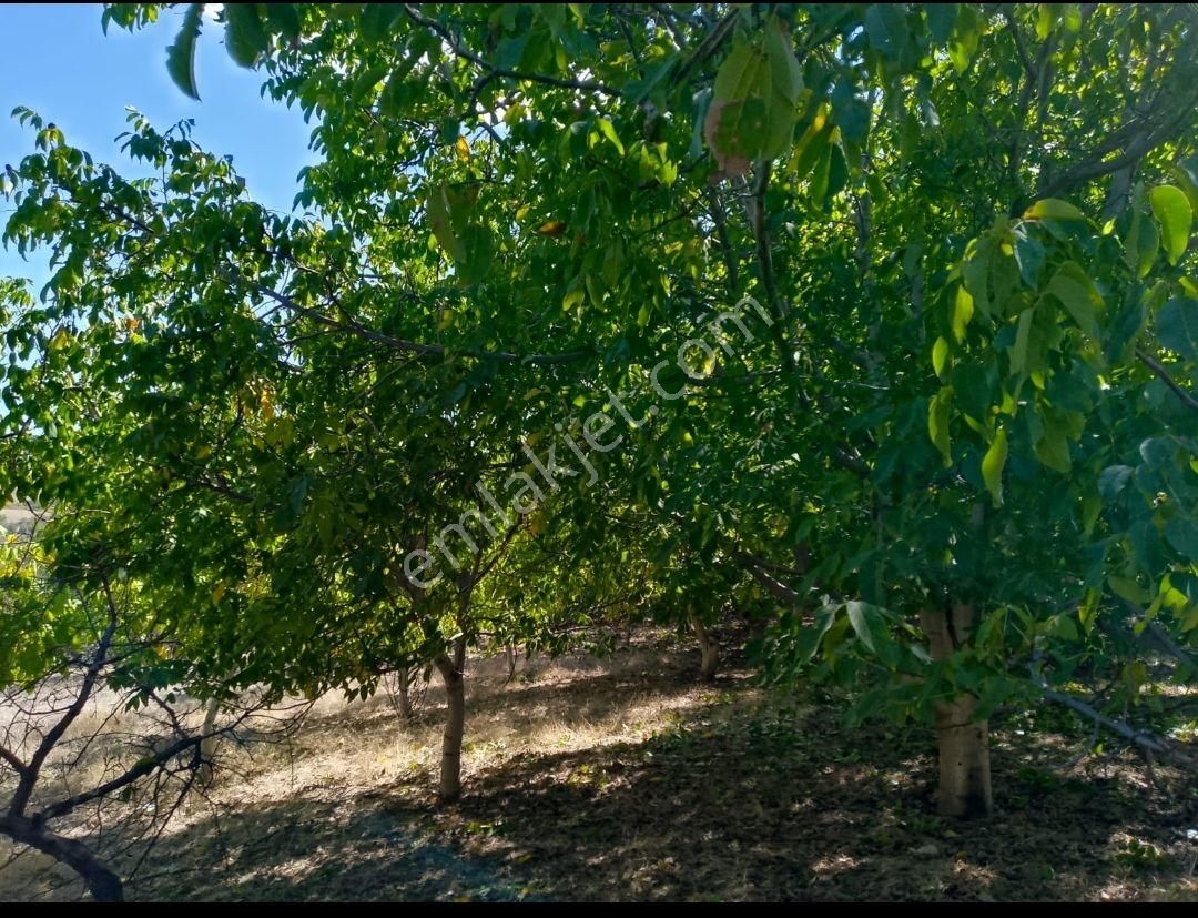 Burdur Merkez Yaylabeli Köyü İçinde Satılık 2.505 M2 Bahçe - Görsel 4