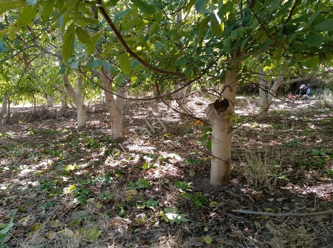 Burdur Merkez Yaylabeli Köyü İçinde Satılık 2.505 M2 Bahçe - Görsel 9