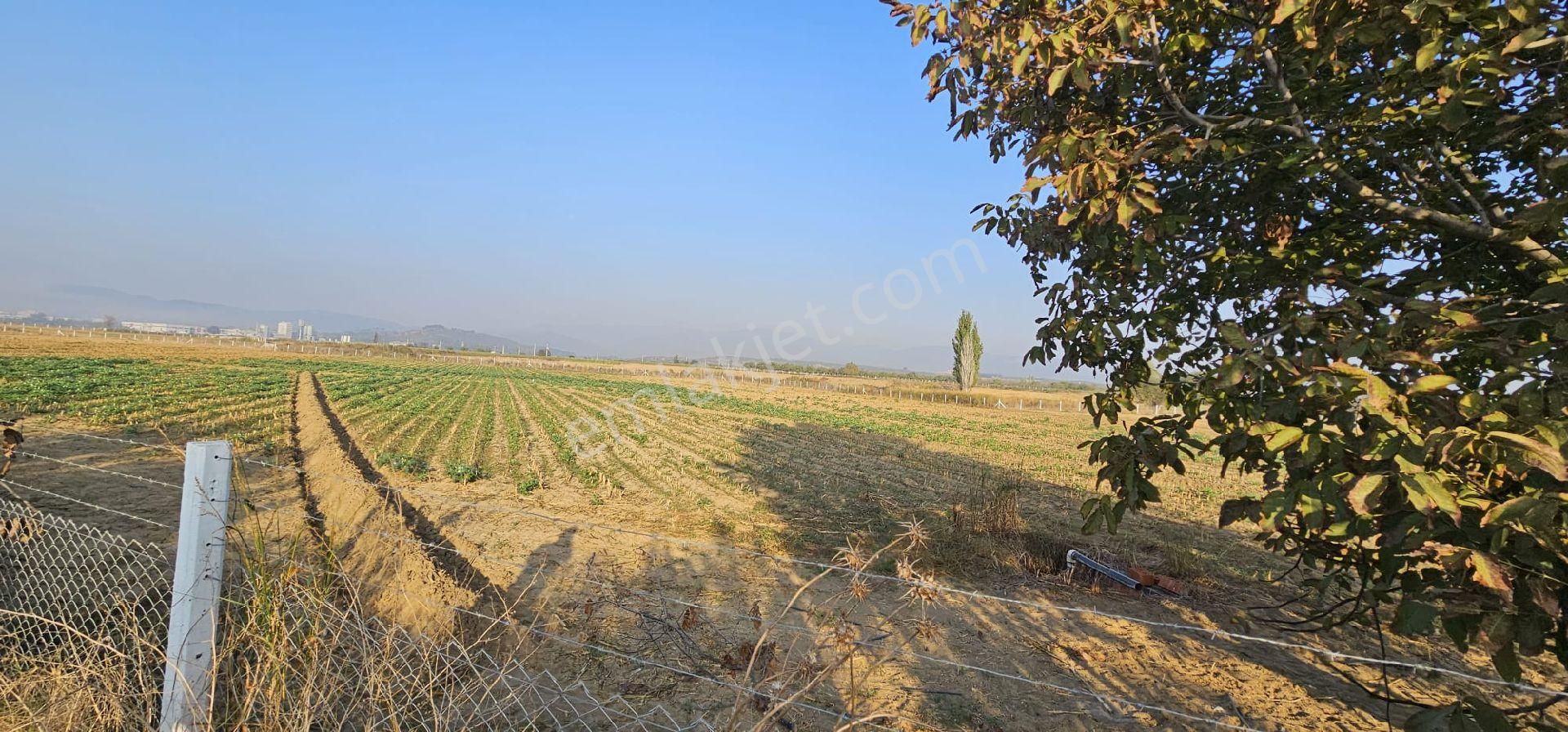 Aydın Germencik’te Verimli 6.290 M² Tarla Satılık! - Görsel 11