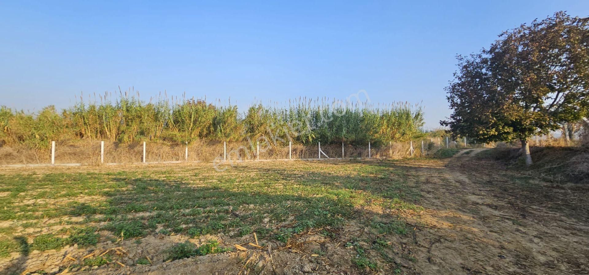 Aydın Germencik’te Verimli 6.290 M² Tarla Satılık! - Görsel 7