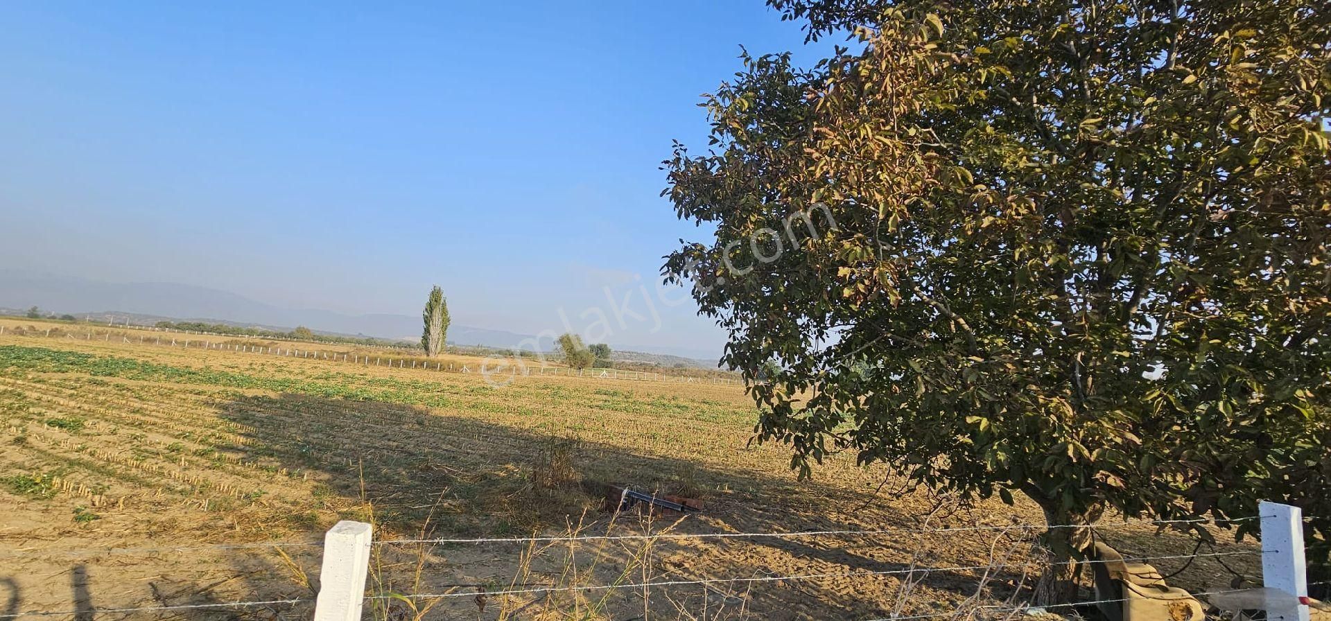 Aydın Germencik’te Verimli 6.290 M² Tarla Satılık! - Görsel 13