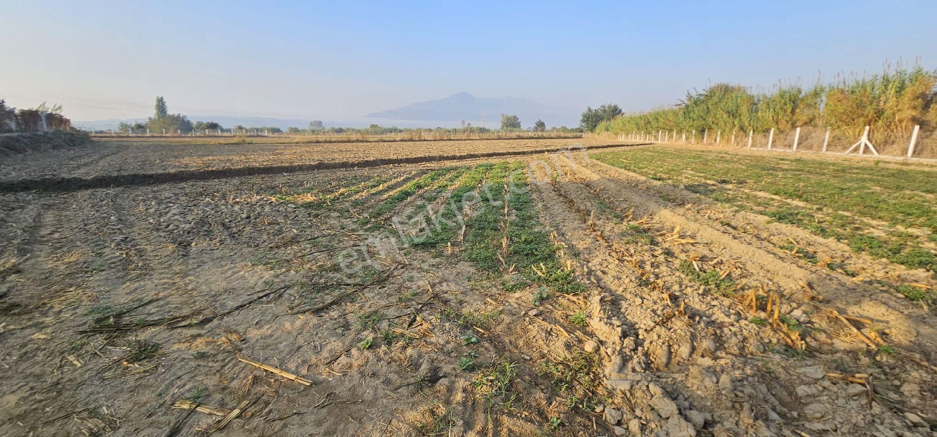 Aydın Germencik’te Verimli 6.290 M² Tarla Satılık! - Görsel 3