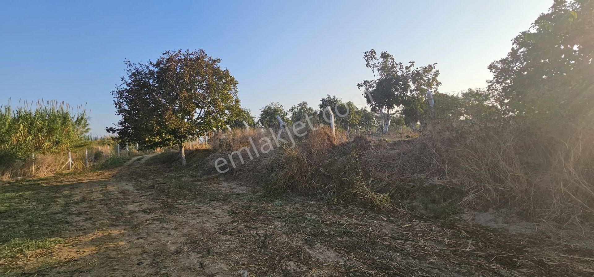 Aydın Germencik’te Verimli 6.290 M² Tarla Satılık! - Görsel 4