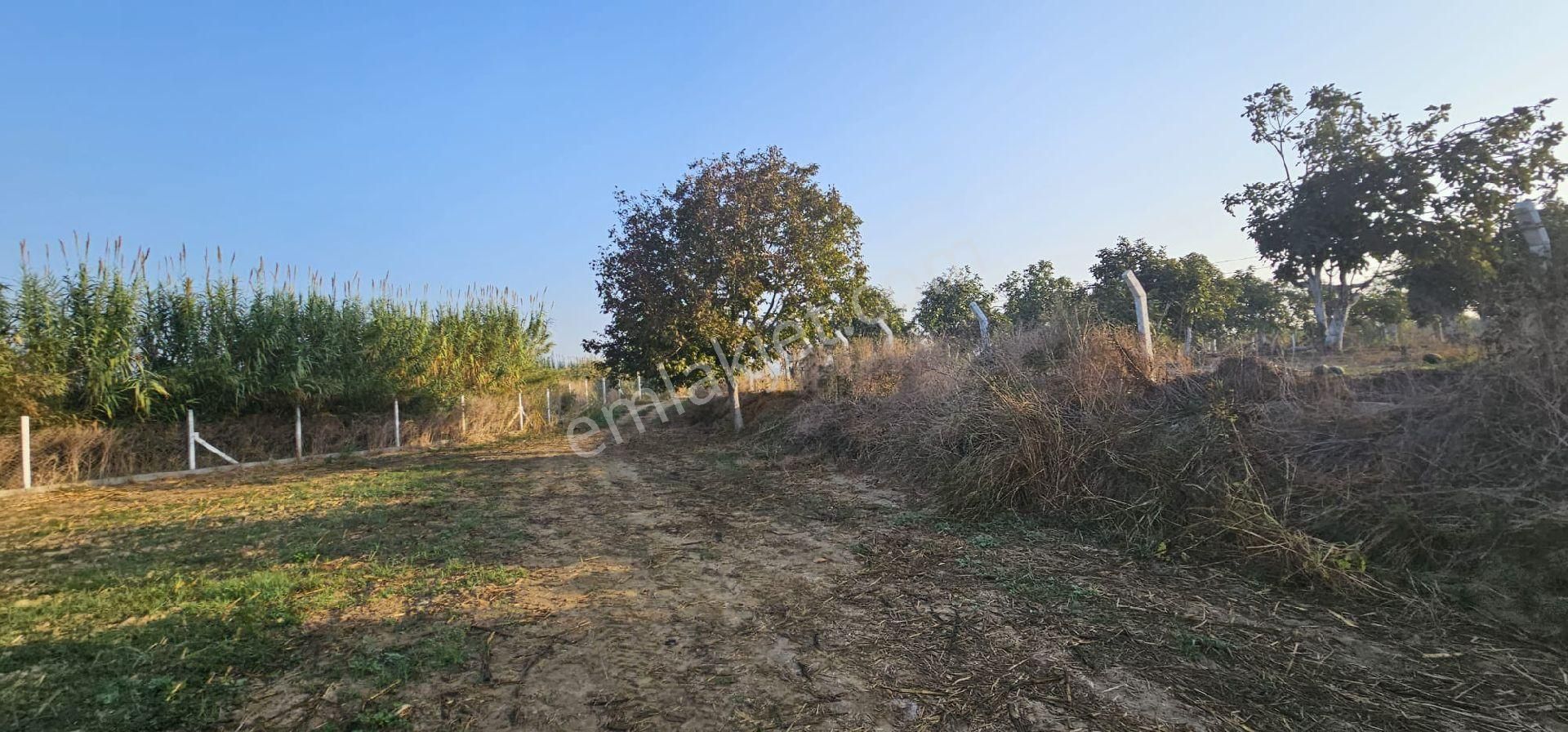 Aydın Germencik’te Verimli 6.290 M² Tarla Satılık! - Görsel 8