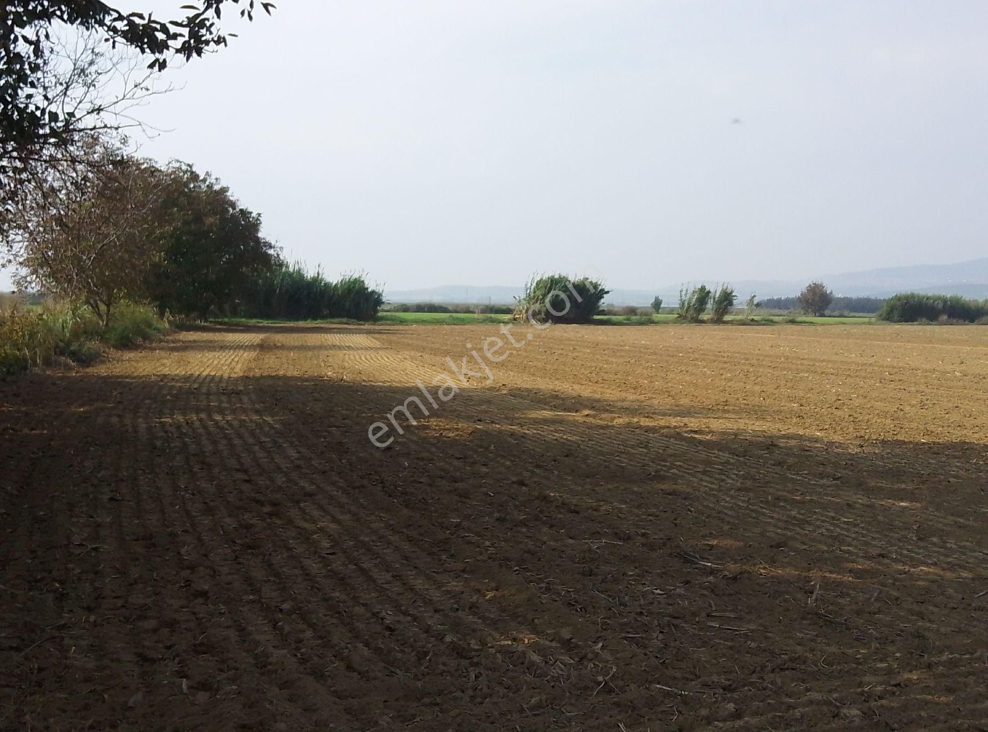 Tire Kahrat Mahalles Verimli Tarlai - Görsel 6