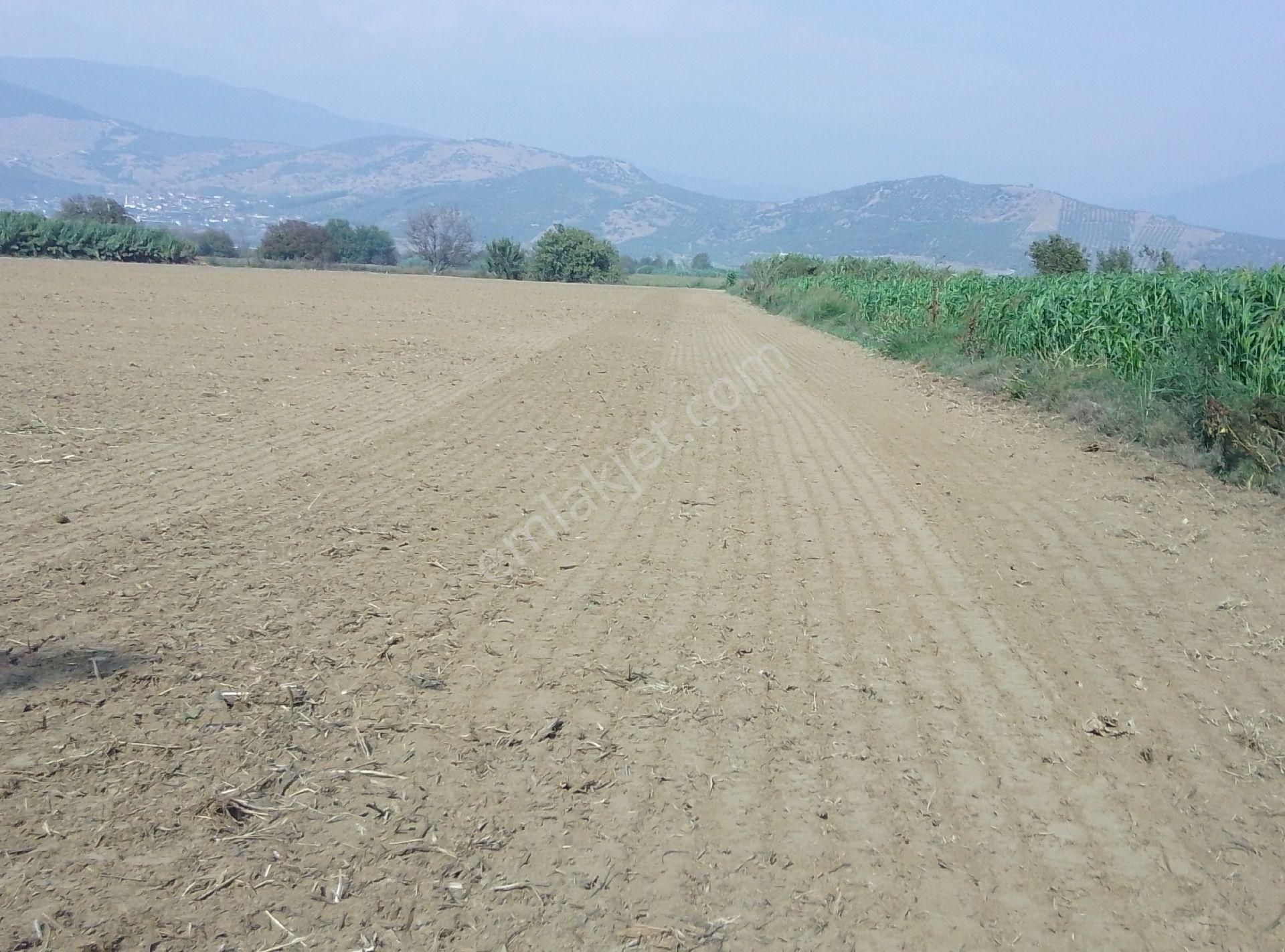 Tire Kahrat Mahalles Verimli Tarlai - Görsel 10