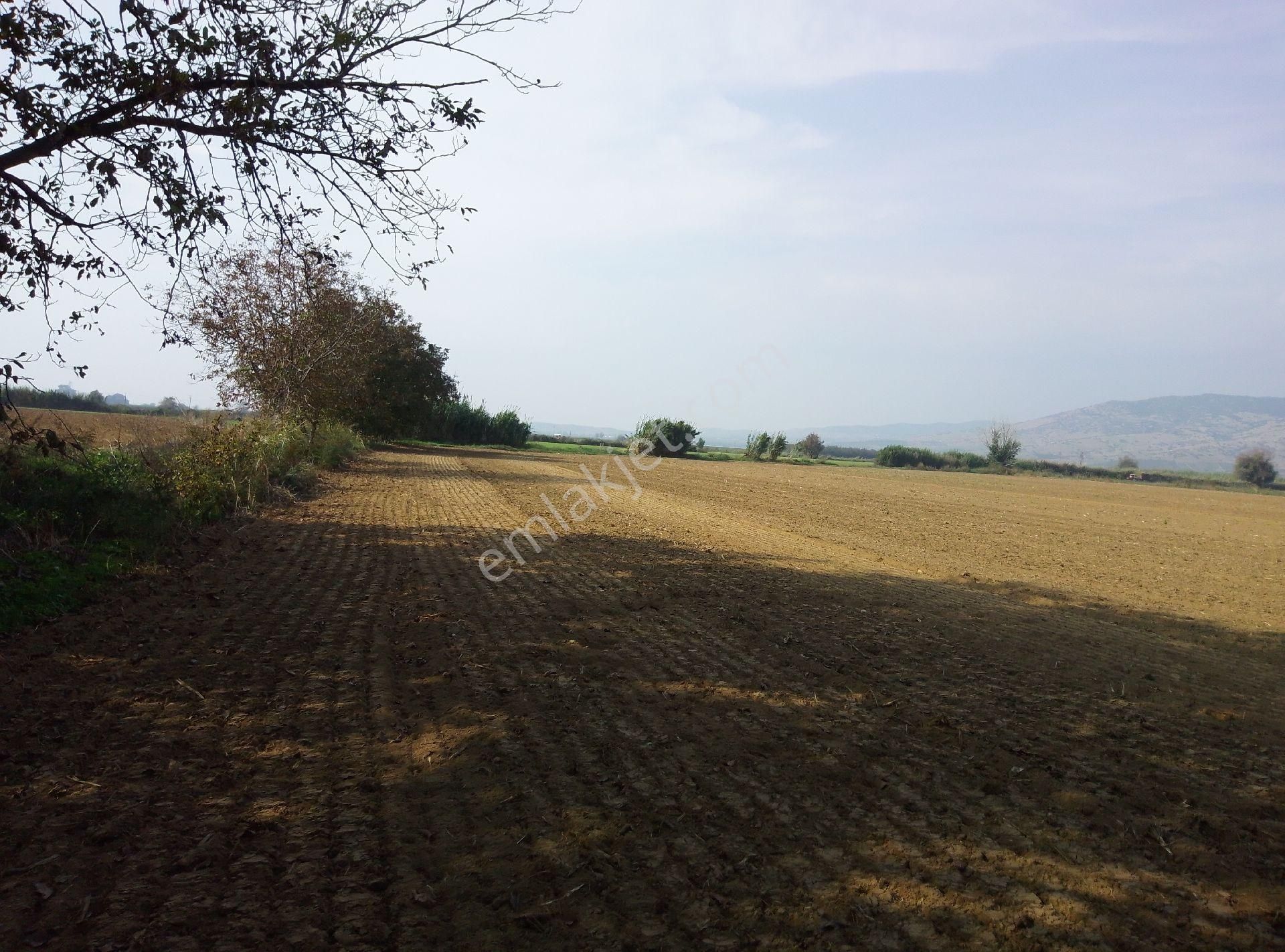 Tire Kahrat Mahalles Verimli Tarlai - Görsel 7