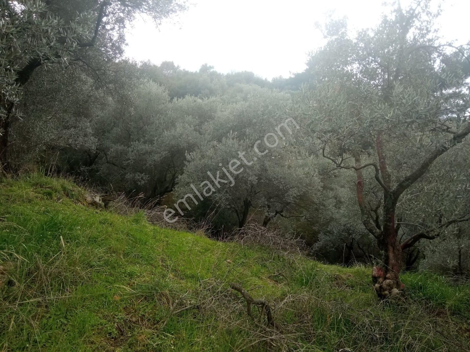 Novas Gayrimenkul'den Armutlu'da 1600m² Tek Tapu Zeytinlik - Görsel 6