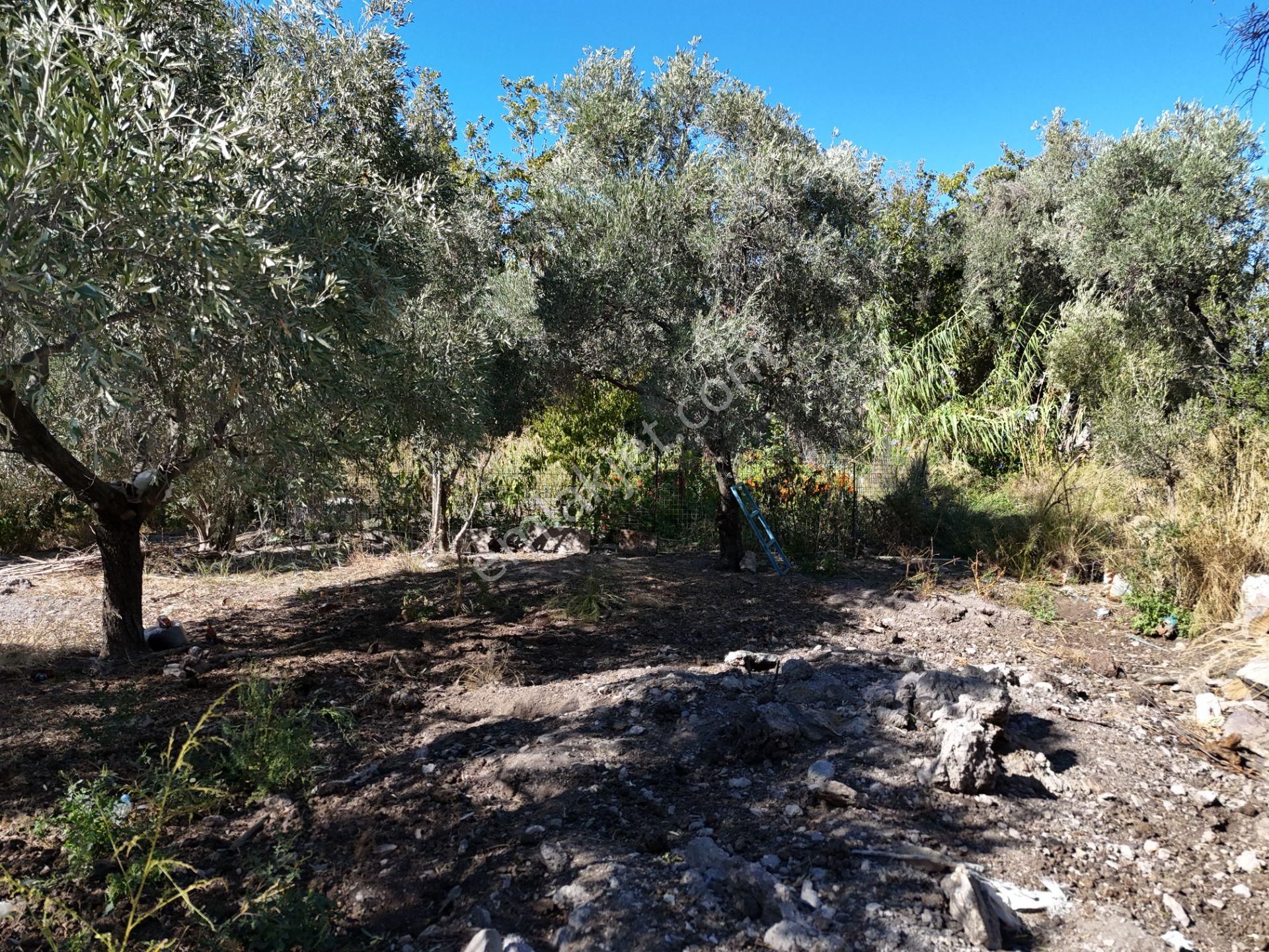 Milas Hasanlar’da 2.266 M² 2 Katlı Kargir Ev + Tarla (yatırıma Uygun, Bölünebilir) - Görsel 29