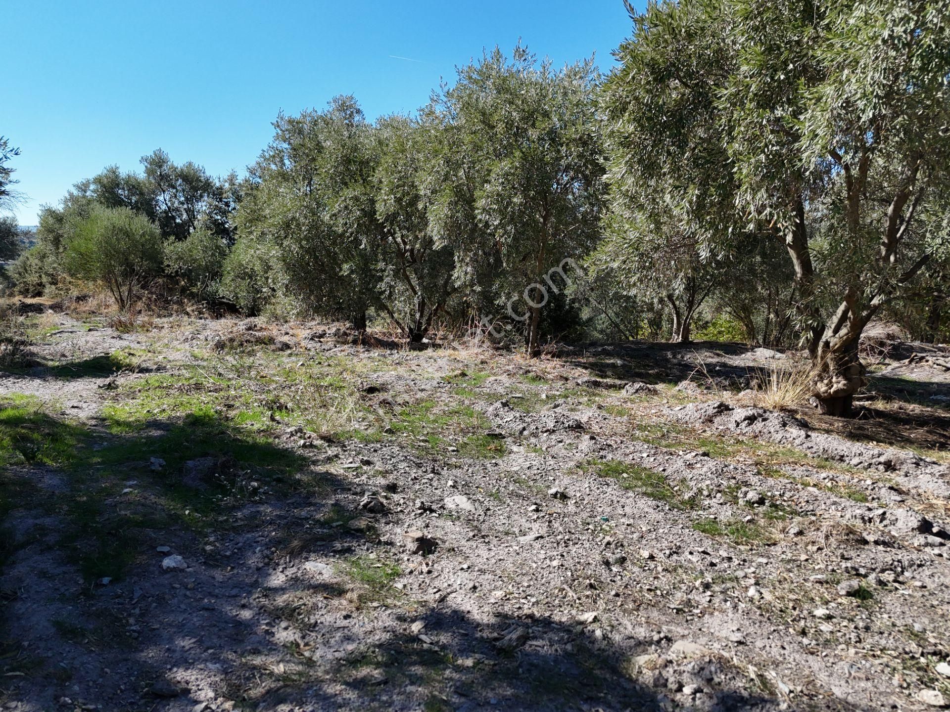 Milas Hasanlar’da 2.266 M² 2 Katlı Kargir Ev + Tarla (yatırıma Uygun, Bölünebilir) - Görsel 28