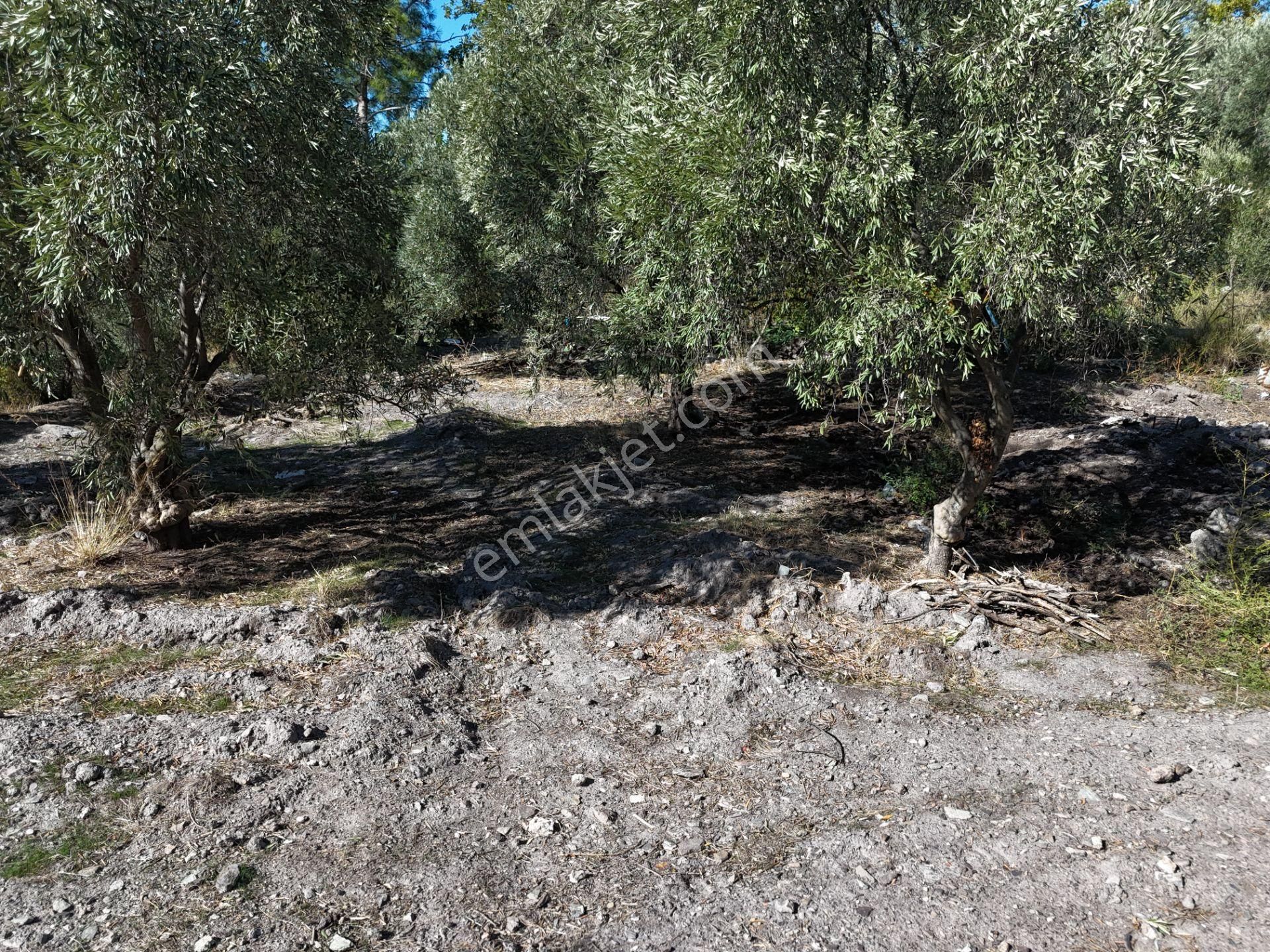 Milas Hasanlar’da 2.266 M² 2 Katlı Kargir Ev + Tarla (yatırıma Uygun, Bölünebilir) - Görsel 26