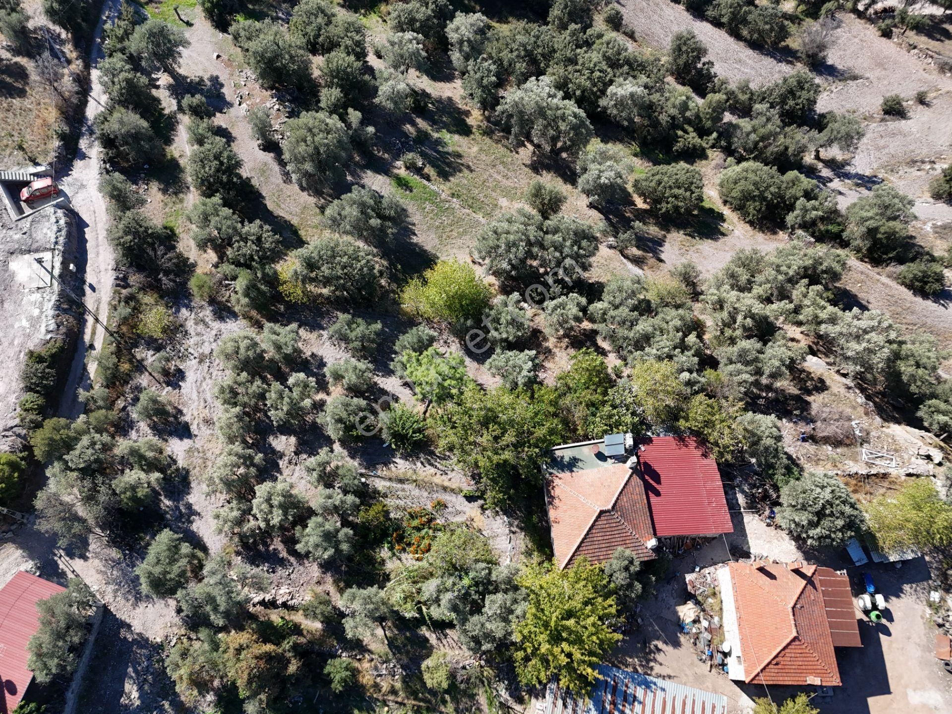 Milas Hasanlar’da 2.266 M² 2 Katlı Kargir Ev + Tarla (yatırıma Uygun, Bölünebilir) - Görsel 5