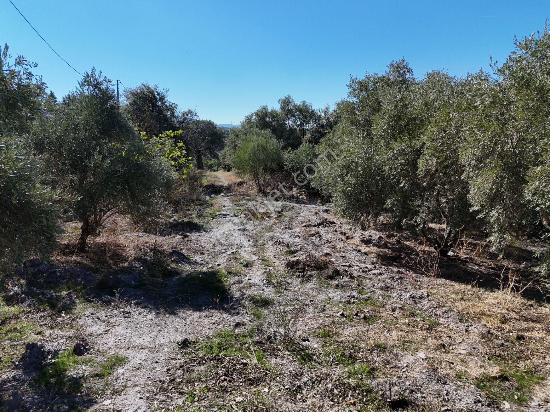 Milas Hasanlar’da 2.266 M² 2 Katlı Kargir Ev + Tarla (yatırıma Uygun, Bölünebilir) - Görsel 25