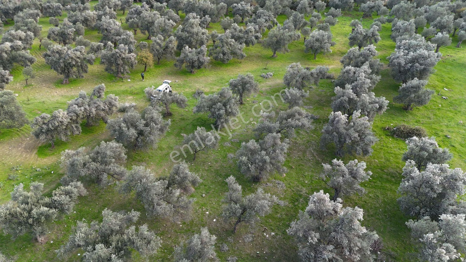Başaran Emlak'tan Güre'de 390 M2 İmarlı Arsa - Görsel 12
