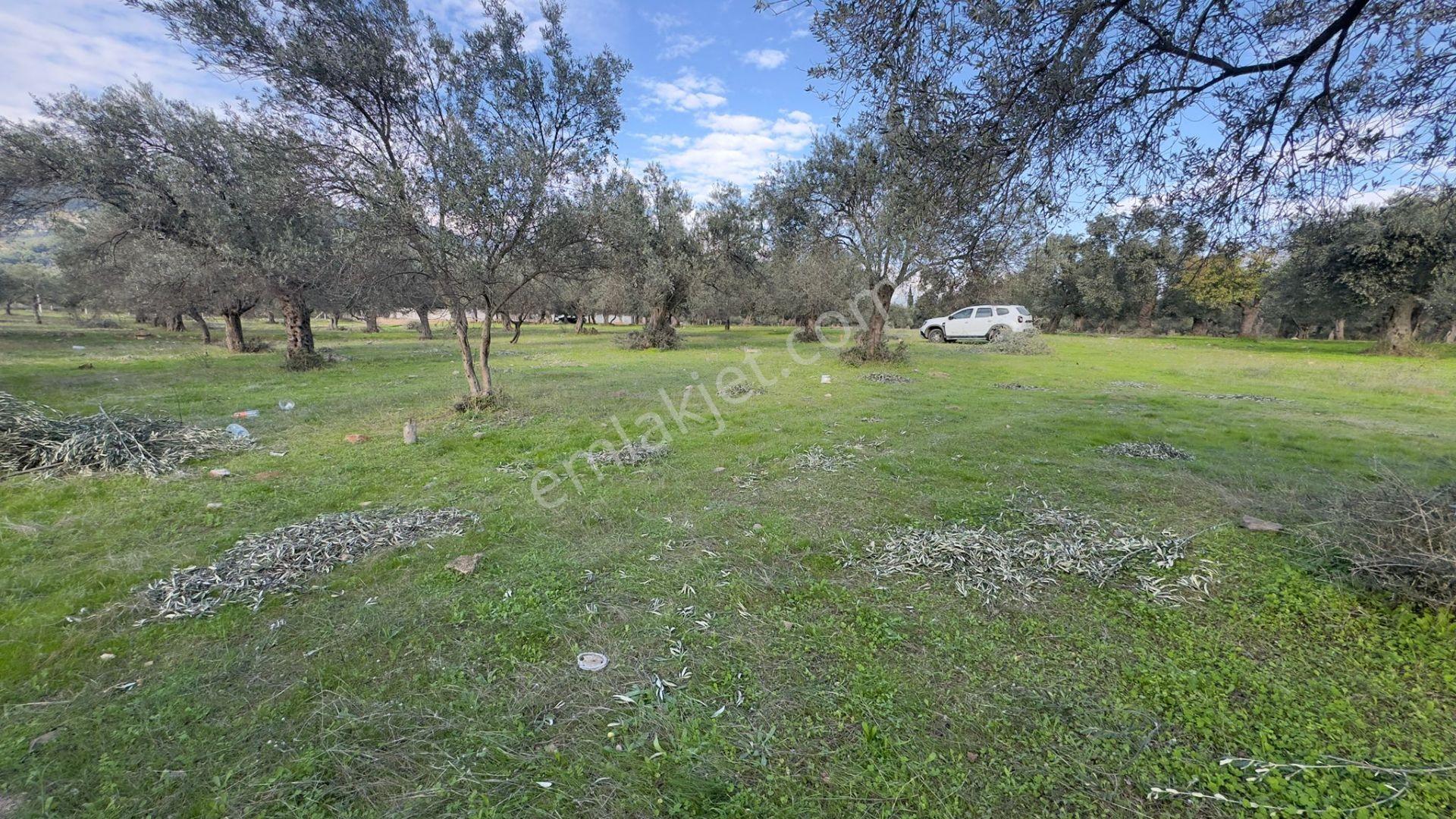 Başaran Emlak'tan Güre'de 390 M2 İmarlı Arsa - Görsel 24