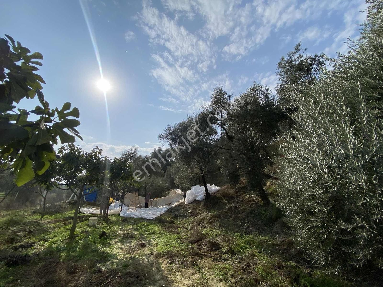 Aydın Germencik Hıdırbeyli Satılık 4.500 M2 Yola Sıfır Zeytinlik - Görsel 14