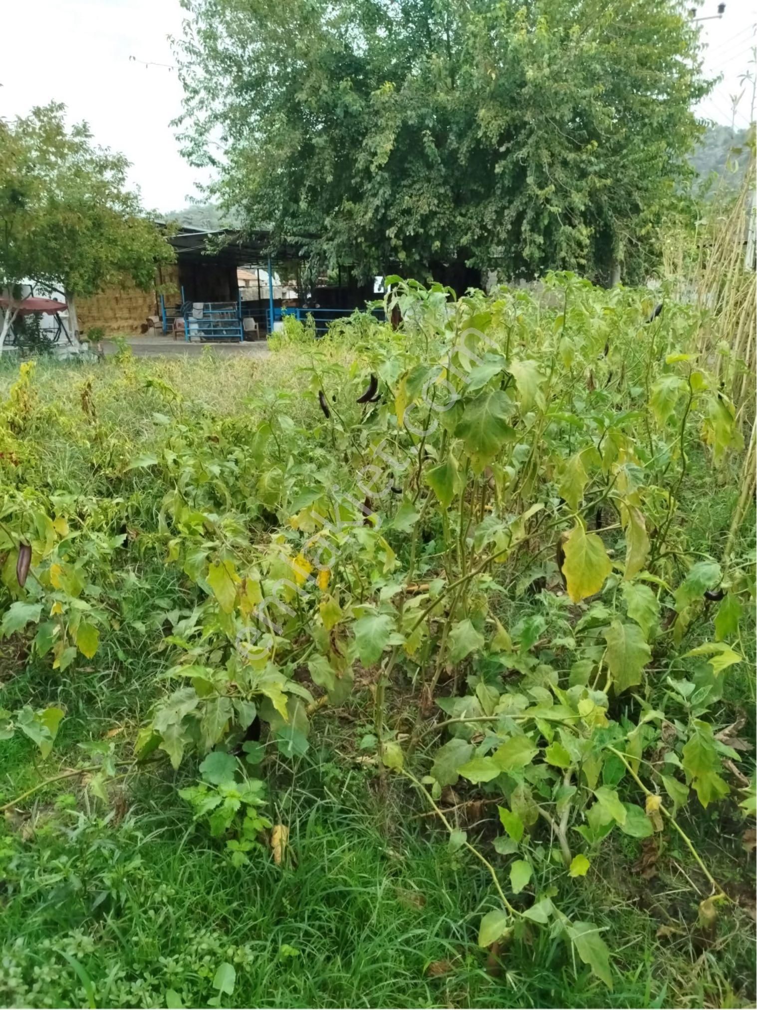 Aydın Söke Karacahayıt Mahallesin’de Şehir Hayatından Sıkılanlara Kurulu Düzen Köy Evi - Görsel 10