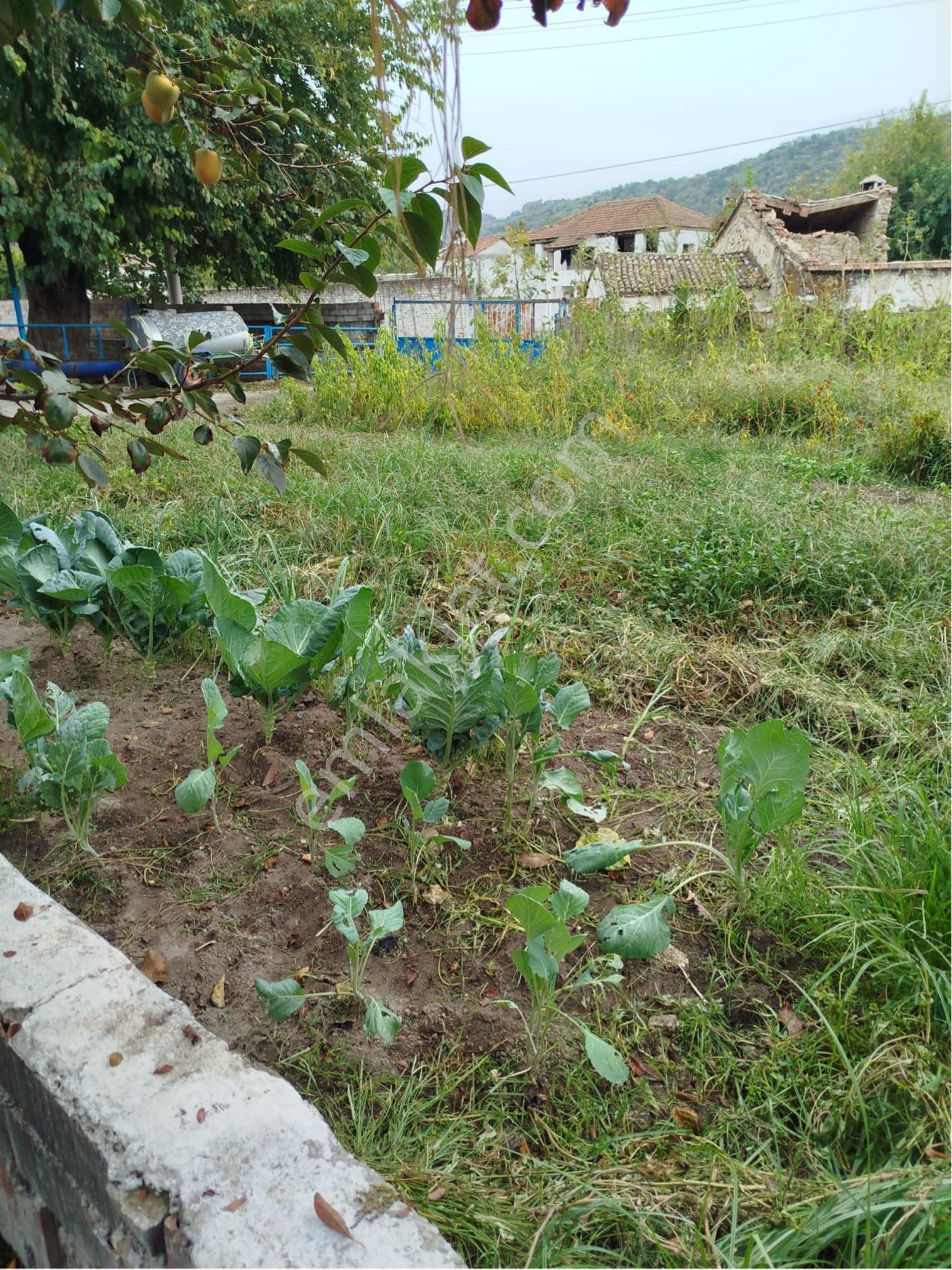 Aydın Söke Karacahayıt Mahallesin’de Şehir Hayatından Sıkılanlara Kurulu Düzen Köy Evi - Görsel 15
