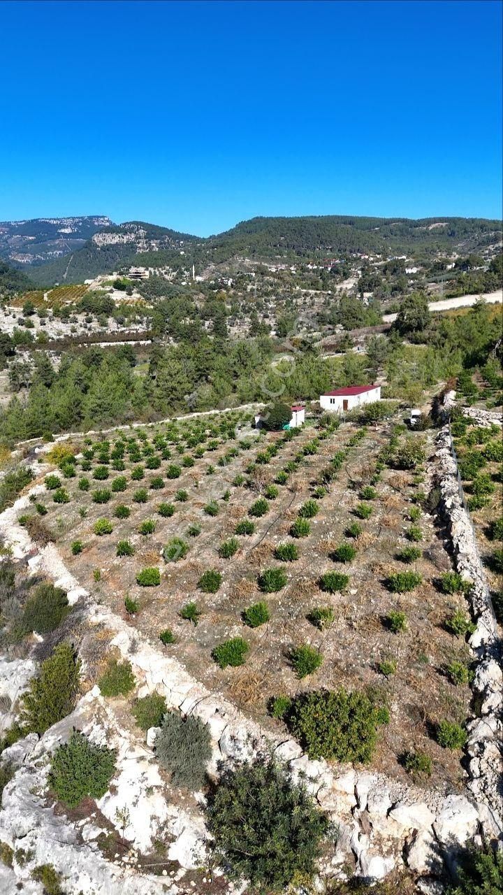 Thor'dan Erdemli Karayakup'ta 8.000 M² Satılık Limon Bahçesi! - Görsel 12