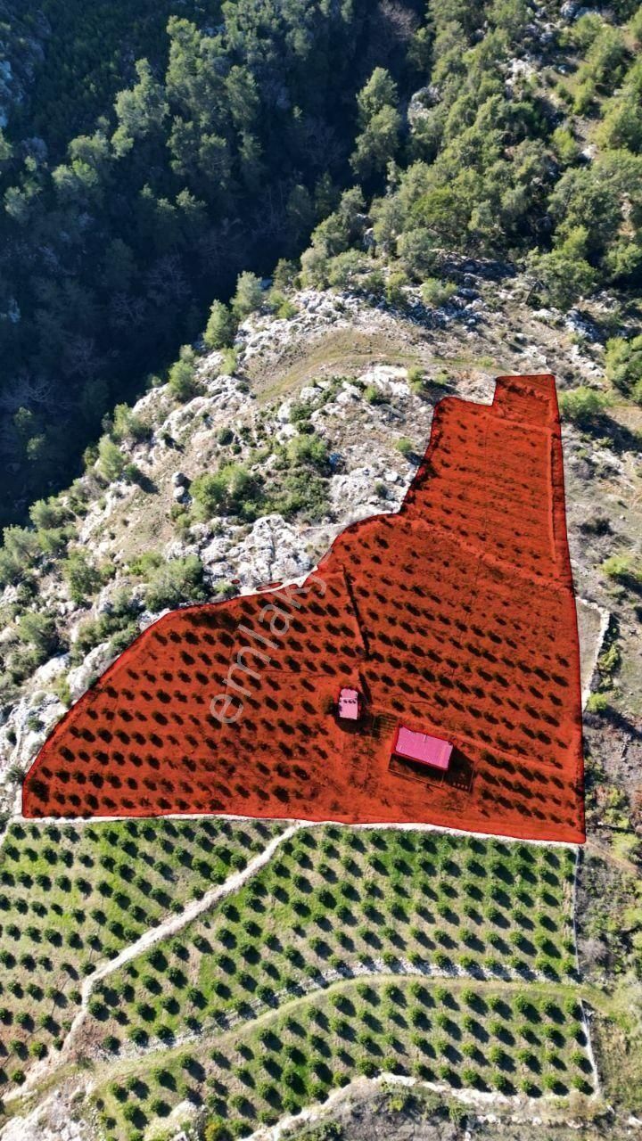 Thor'dan Erdemli Karayakup'ta 8.000 M² Satılık Limon Bahçesi! - Görsel 6