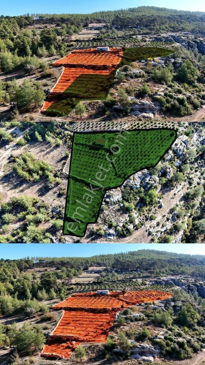 Thor'dan Erdemli Karayakup'ta 8.000 M² Satılık Limon Bahçesi! - Görsel 8