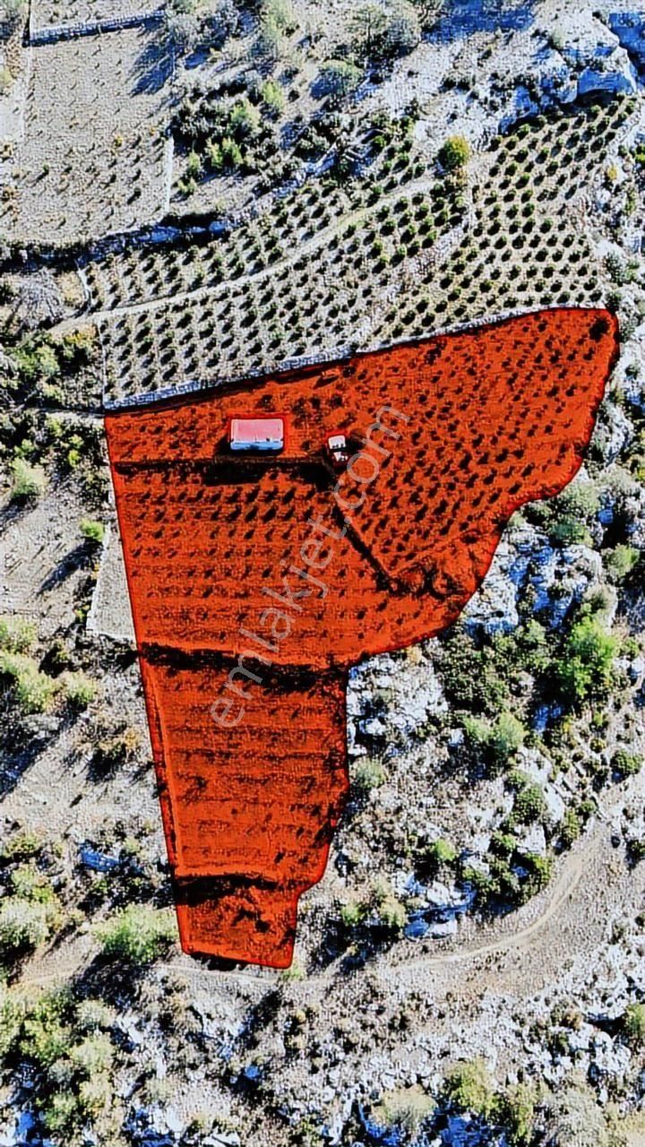 Thor'dan Erdemli Karayakup'ta 8.000 M² Satılık Limon Bahçesi! - Görsel 10