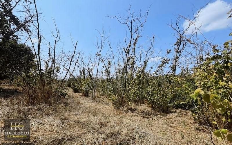 Haliloğlu Gayrimenkul 'den Satılık 687 M2 Tarla - Görsel 2