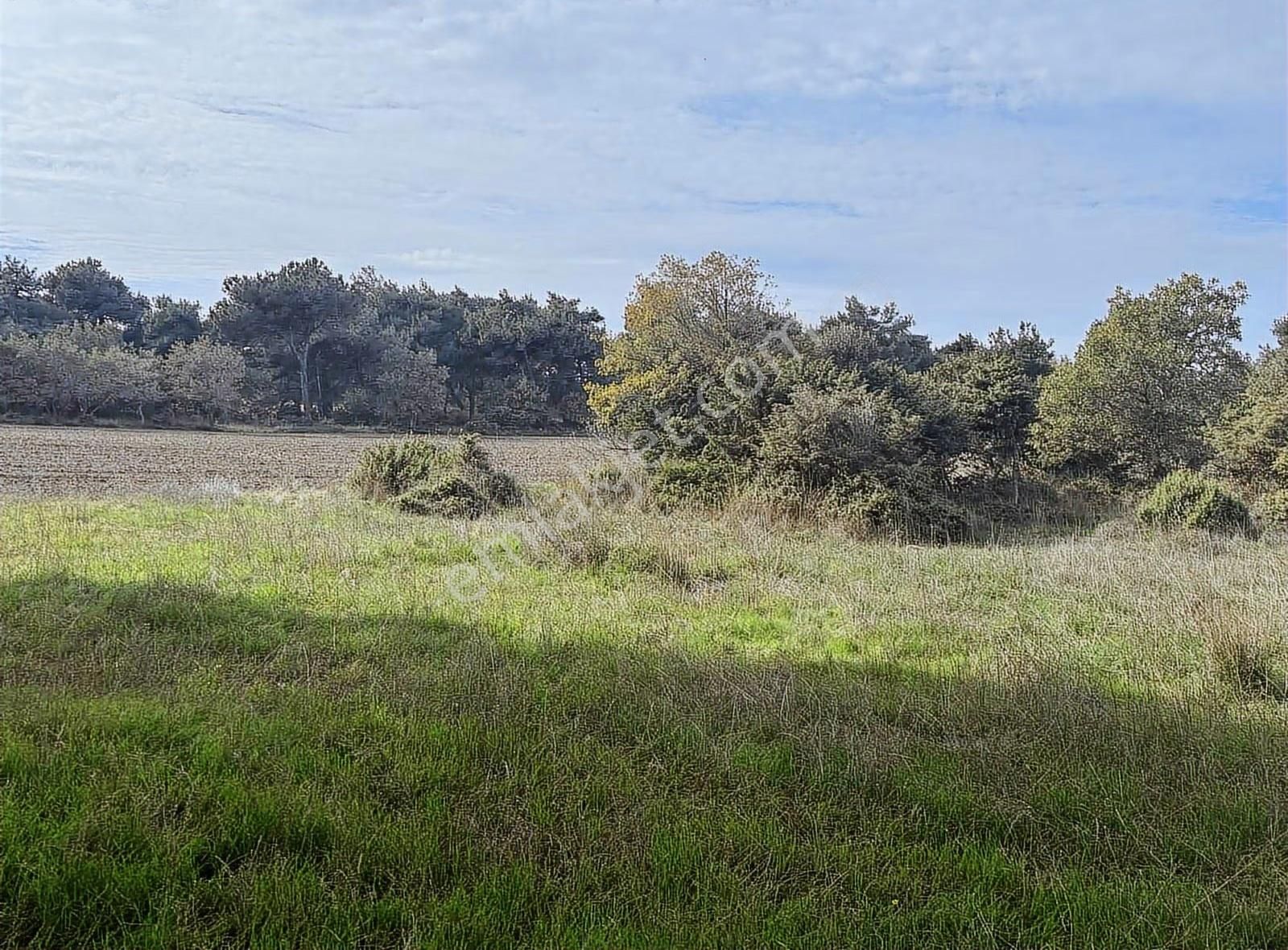 Çanakkale Ezine Kumburun Sahile Yakın Arazi - Görsel 7