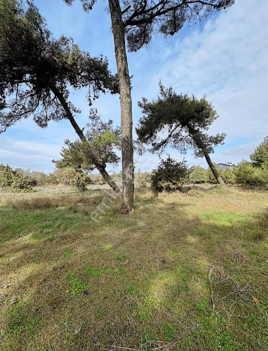 Çanakkale Ezine Kumburun Sahile Yakın Arazi - Görsel 20