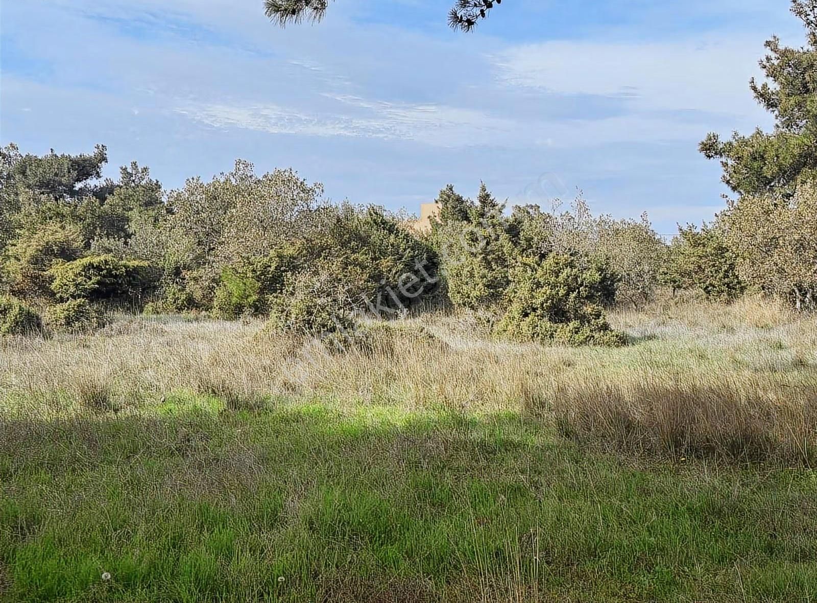 Çanakkale Ezine Kumburun Sahile Yakın Arazi - Görsel 22