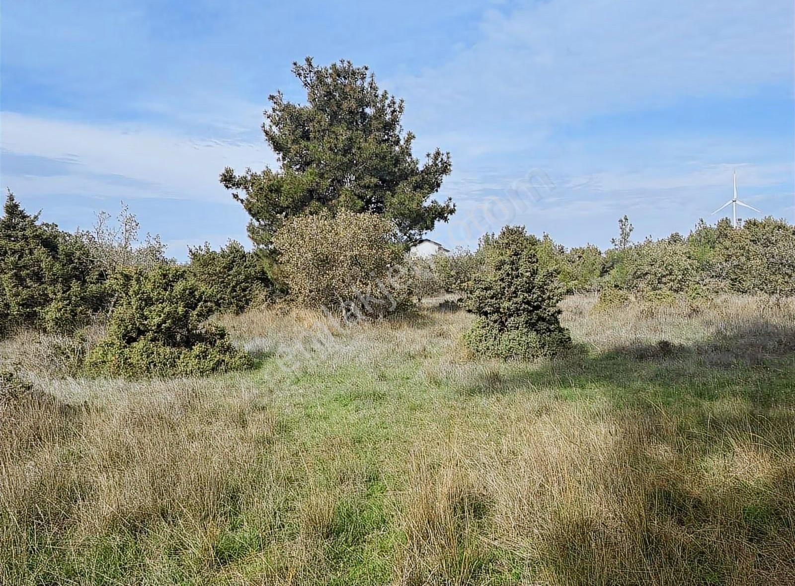 Çanakkale Ezine Kumburun Sahile Yakın Arazi - Görsel 30