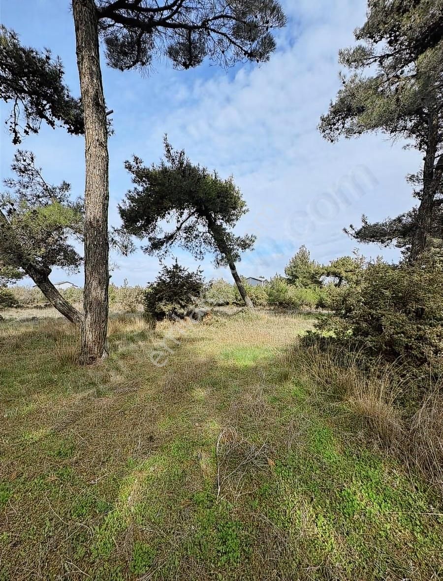 Çanakkale Ezine Kumburun Sahile Yakın Arazi - Görsel 5