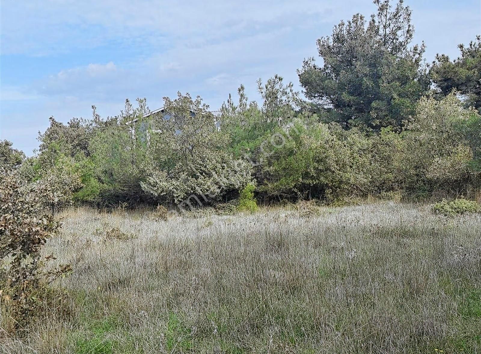 Çanakkale Ezine Kumburun Sahile Yakın Arazi - Görsel 10