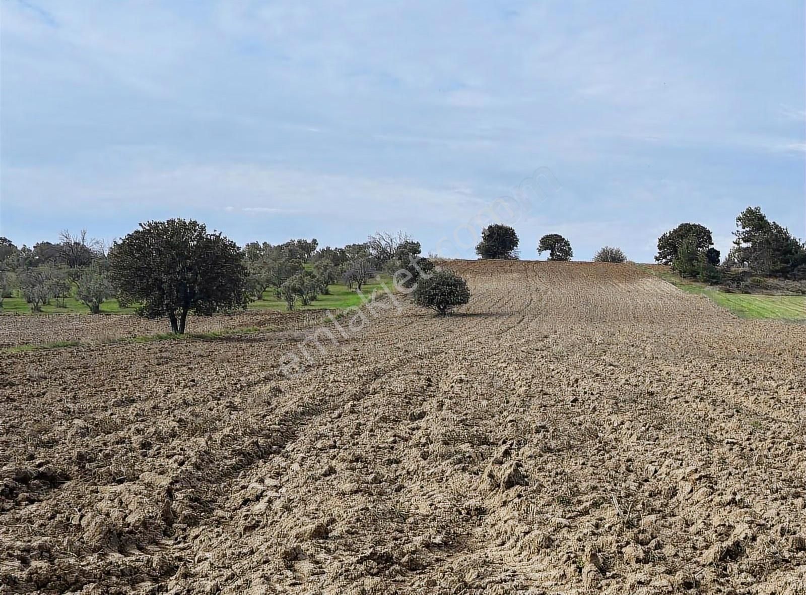 Çanakkale Ezine Kumburun 7.864 M2 Arazi - Görsel 14