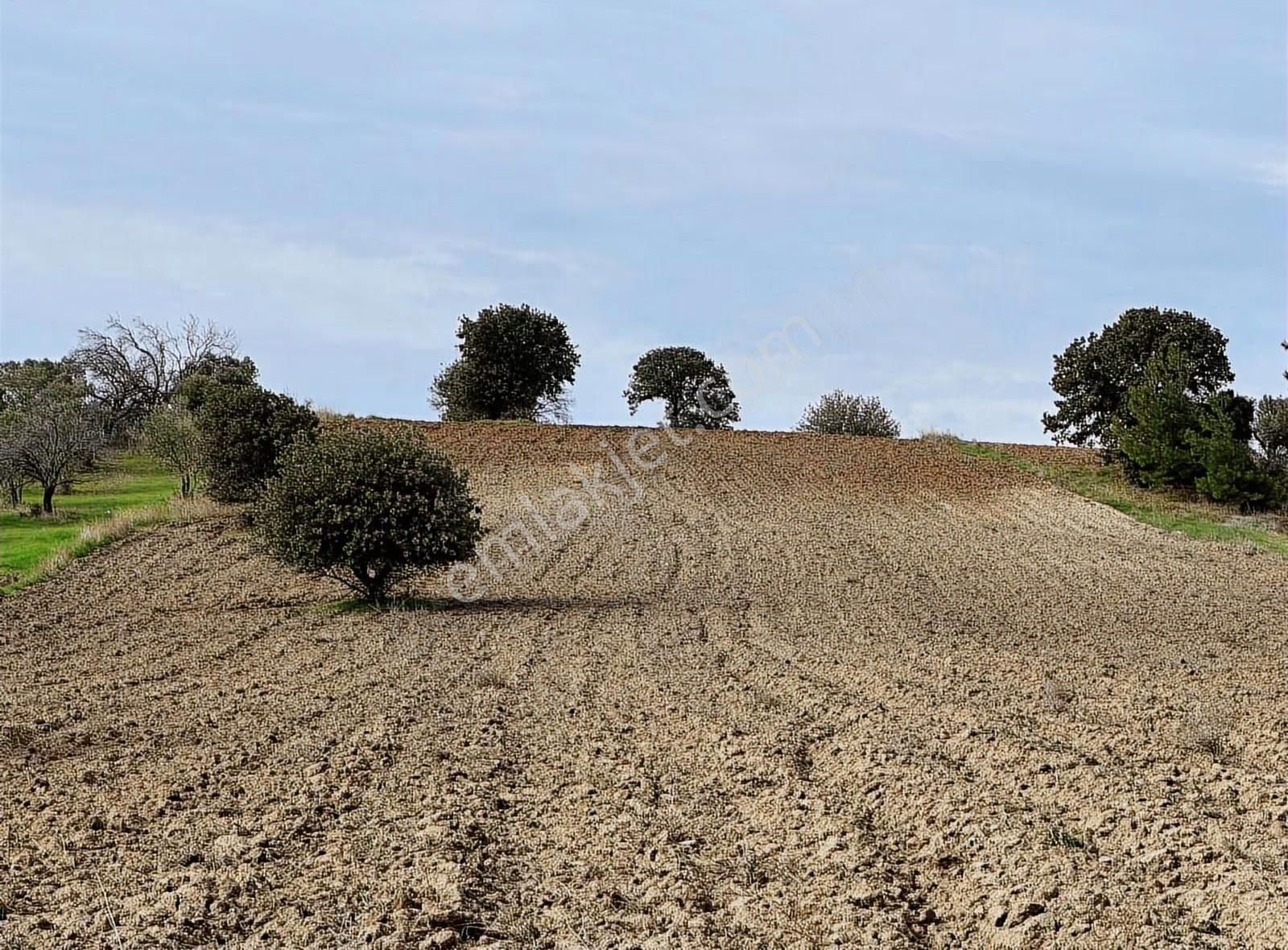 Çanakkale Ezine Kumburun 7.864 M2 Arazi - Görsel 10