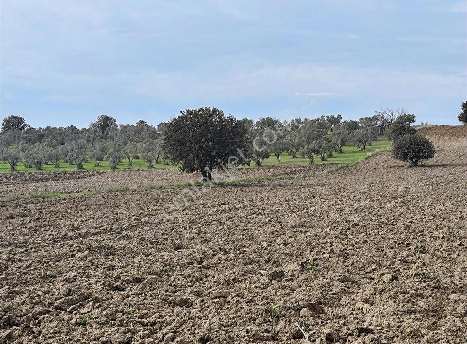 Çanakkale Ezine Kumburun 7.864 M2 Arazi - Görsel 8