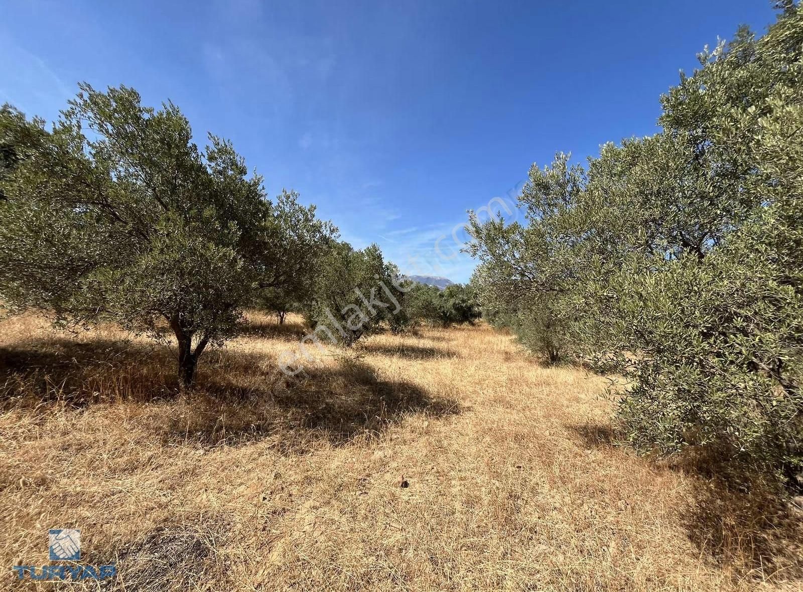 Torbalı Dirmil Mah.4309 M2 Tek Tapu Satılık Zeytinlik - Görsel 8