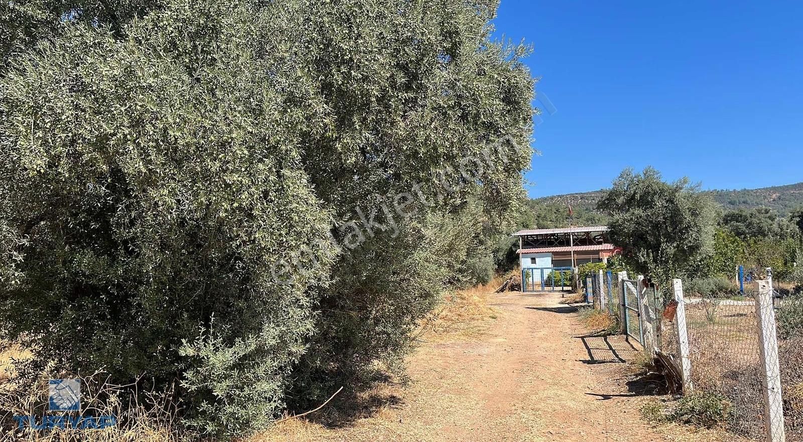 Torbalı Dirmil Mah.2788 M2 Tek Tapu Satılık Zeytinlik - Görsel 11