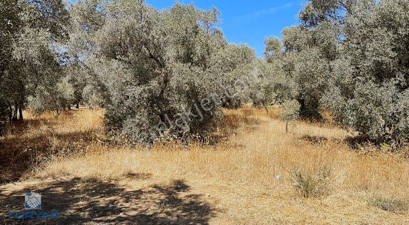 Torbalı Dirmil Mah.2788 M2 Tek Tapu Satılık Zeytinlik - Görsel 4