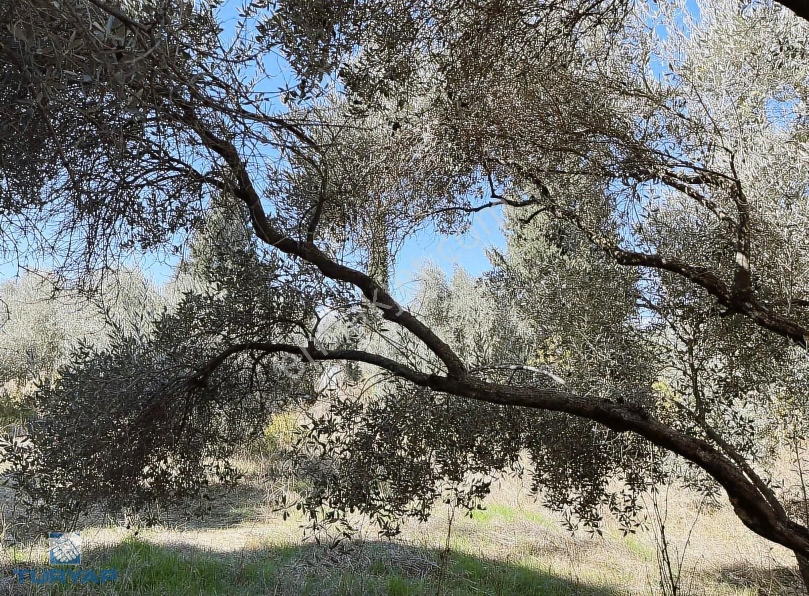 Torbalı Gazi Mustafa Kemal Mah 8274 M2 Zeytinlik Bağ Bahçe Dam - Görsel 5