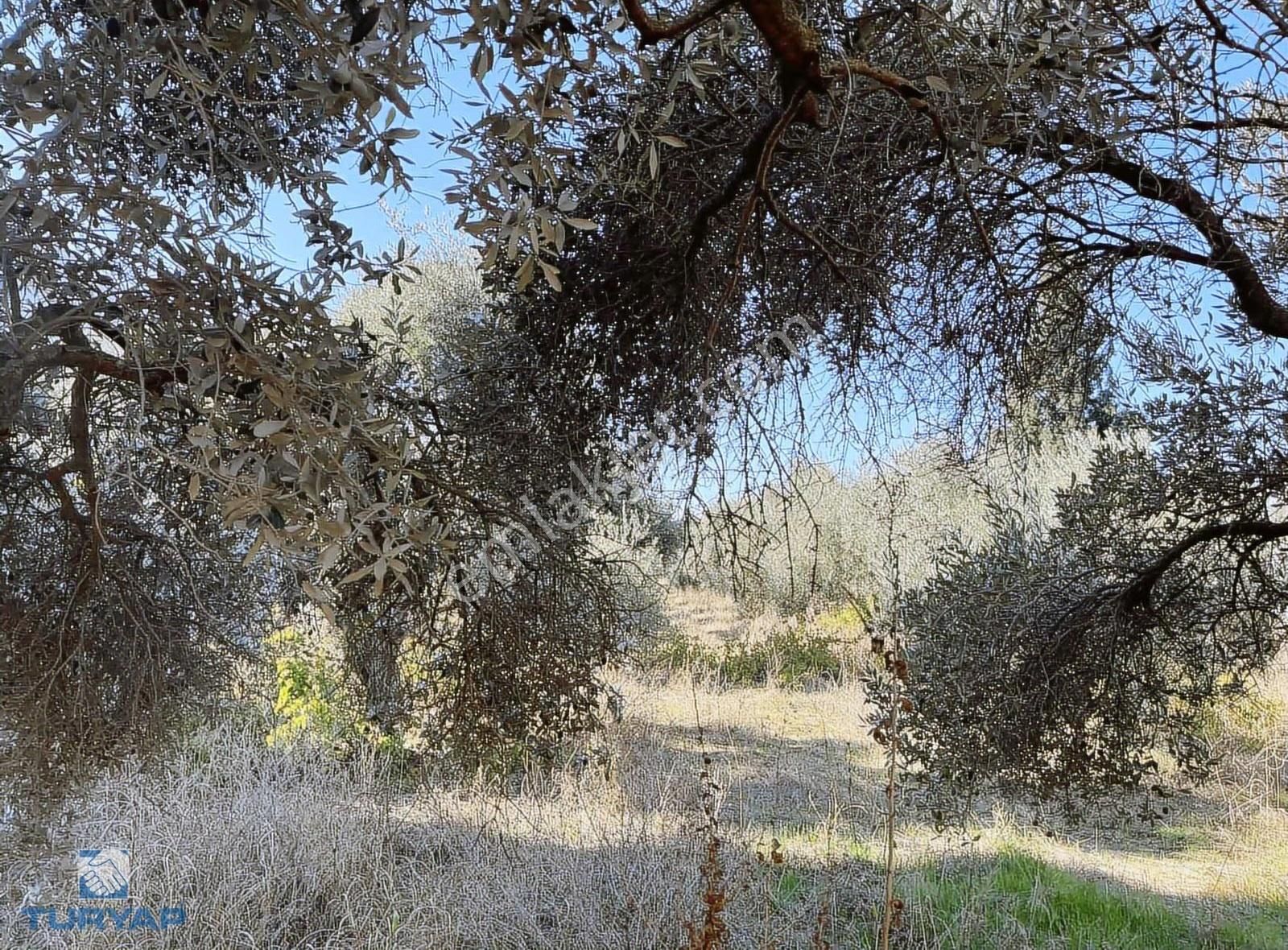 Torbalı Gazi Mustafa Kemal Mah 8274 M2 Zeytinlik Bağ Bahçe Dam - Görsel 8