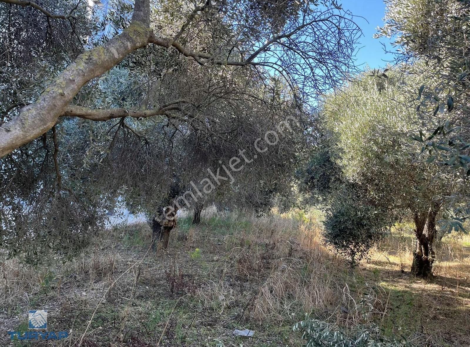 Torbalı Gazi Mustafa Kemal Mah 8274 M2 Zeytinlik Bağ Bahçe Dam - Görsel 6