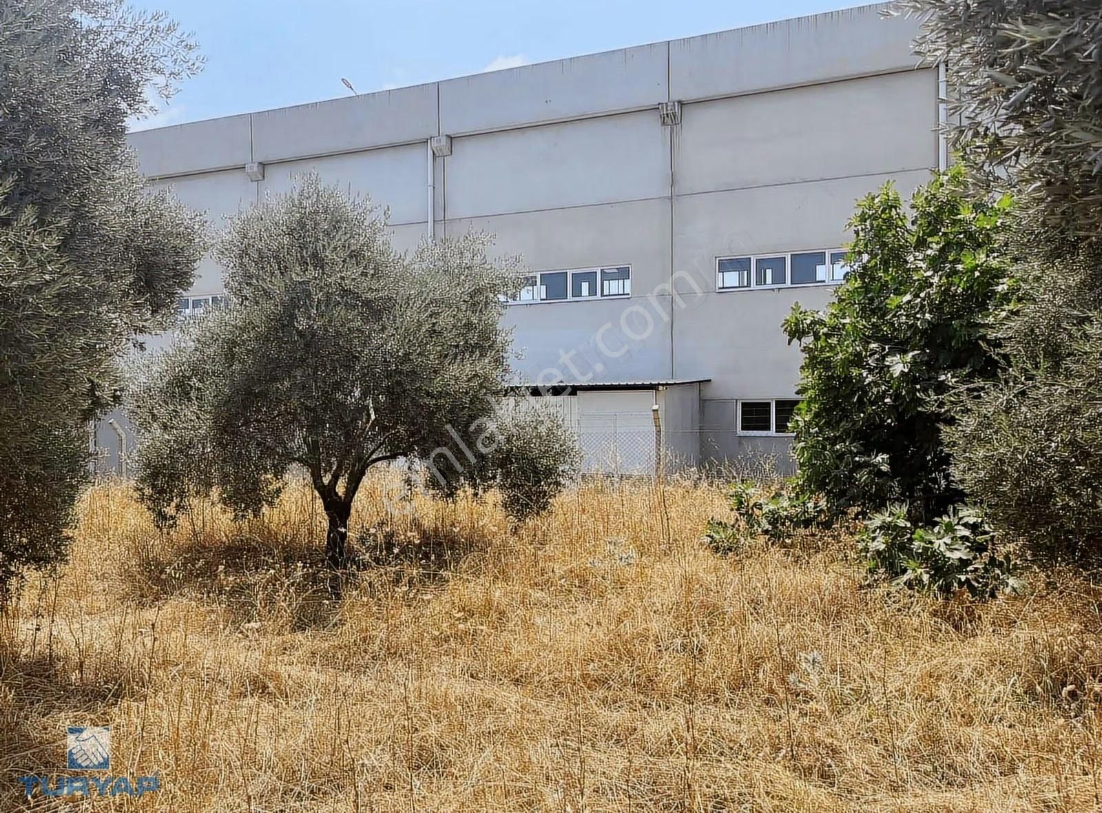 Torbalı Gazi Mustafa Kemal Mah 8274 M2 Zeytinlik Bağ Bahçe Dam