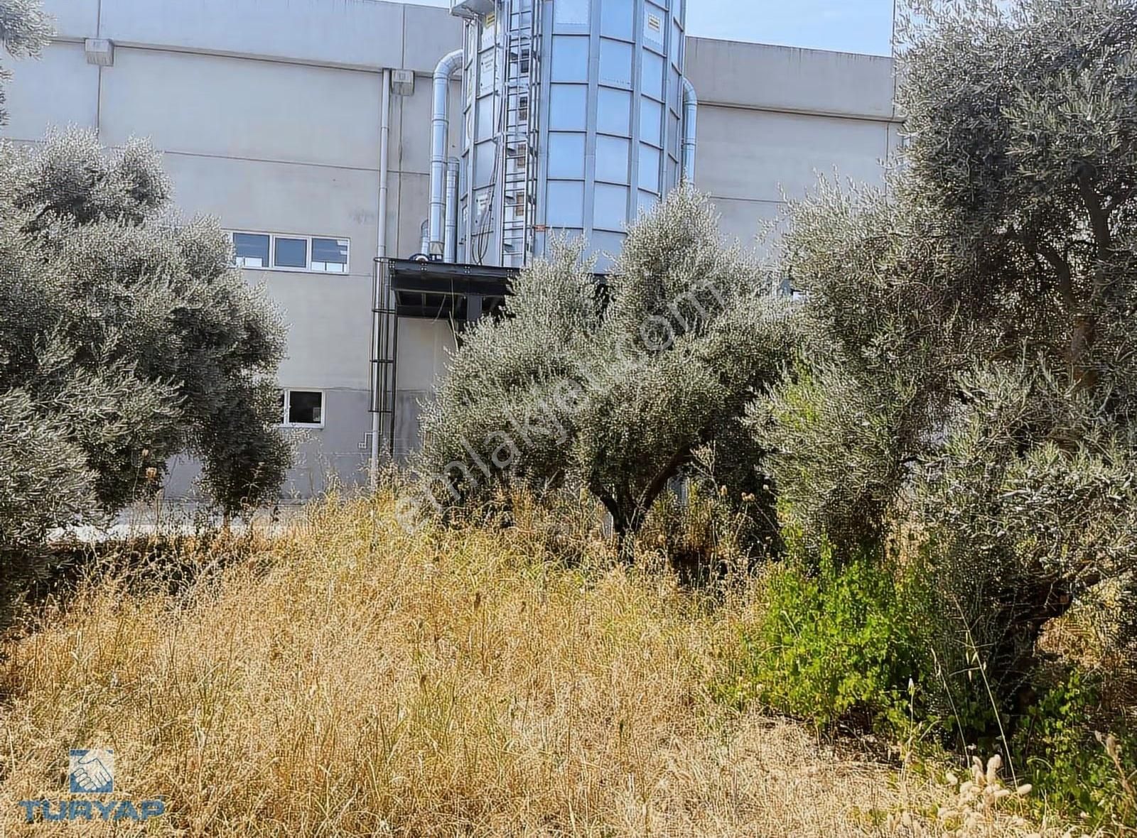 Torbalı Gazi Mustafa Kemal Mah 8274 M2 Zeytinlik Bağ Bahçe Dam - Görsel 2