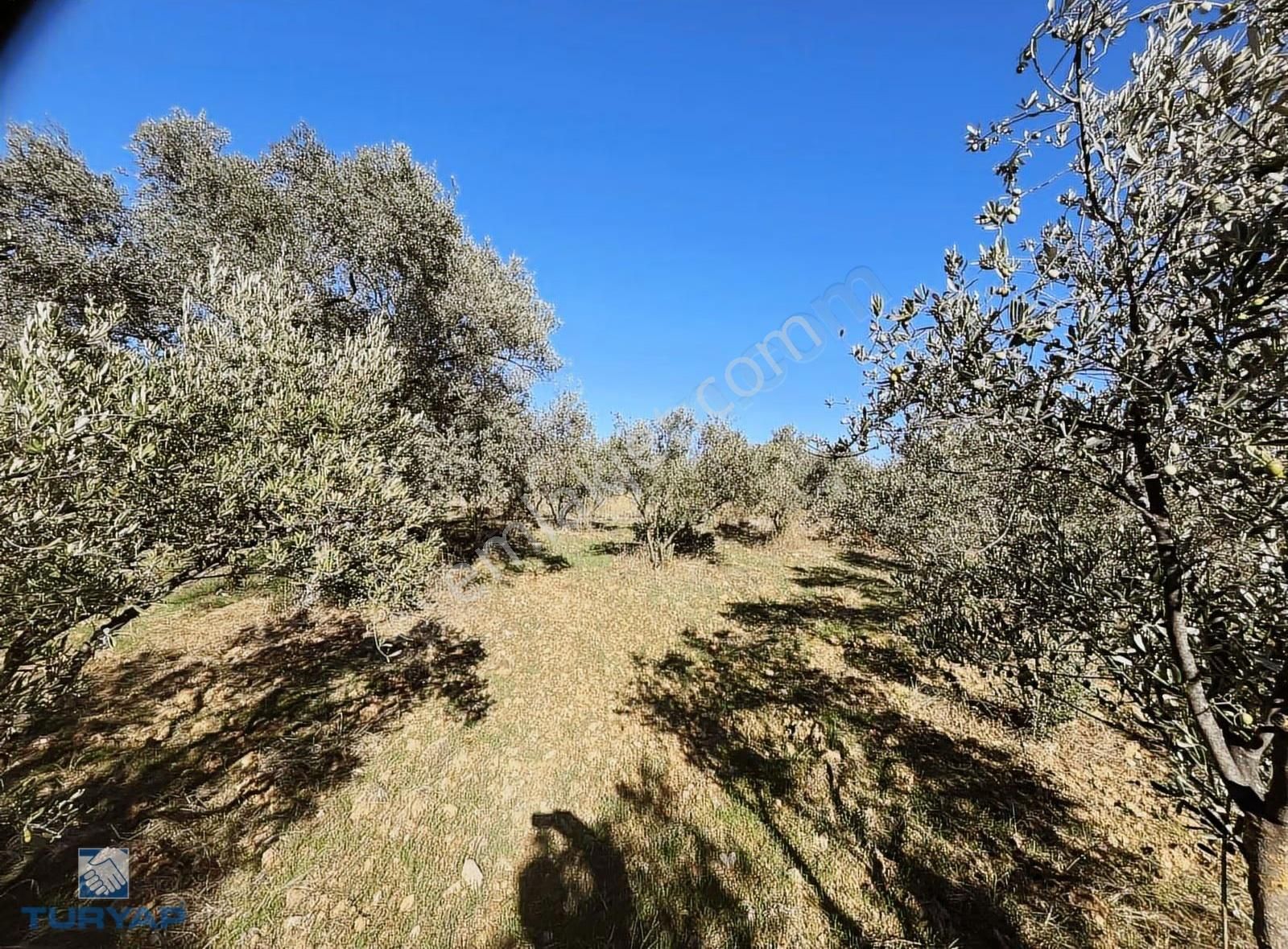 Torbalı Gazi Mustafa Kemal Mah 8274 M2 Zeytinlik Bağ Bahçe Dam - Görsel 3