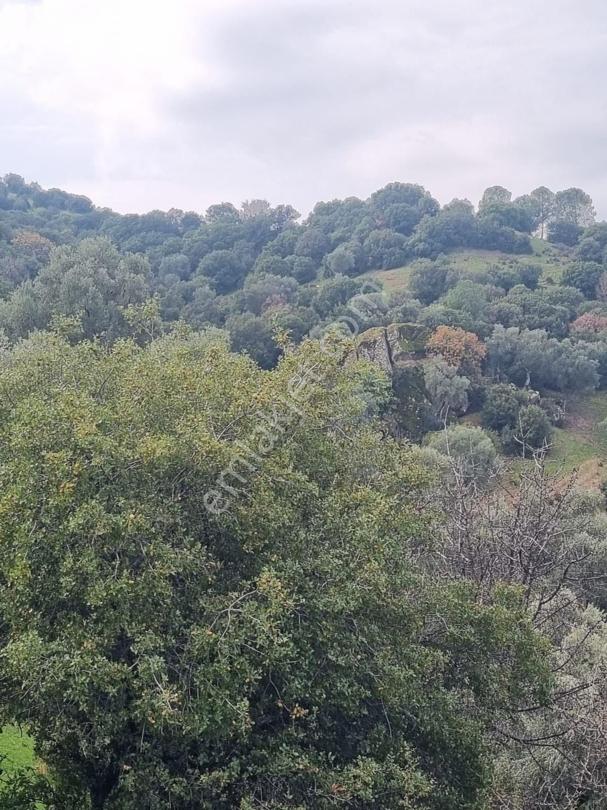 Aydın Koçarlı Evsekler Satılık 31 Dönüm Zeytinlik - Görsel 3