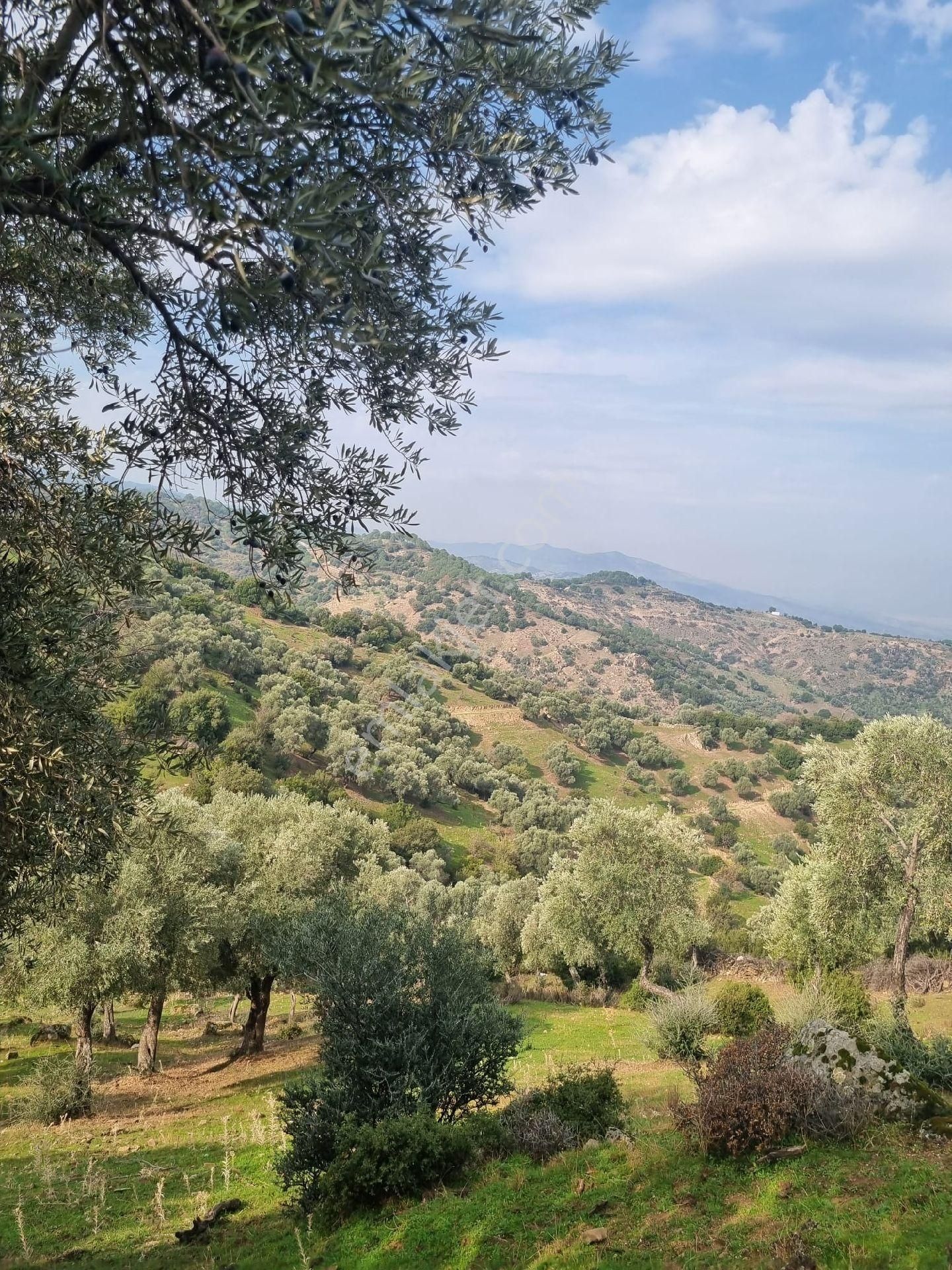 Aydın Koçarlı Evsekler Satılık 31 Dönüm Zeytinlik